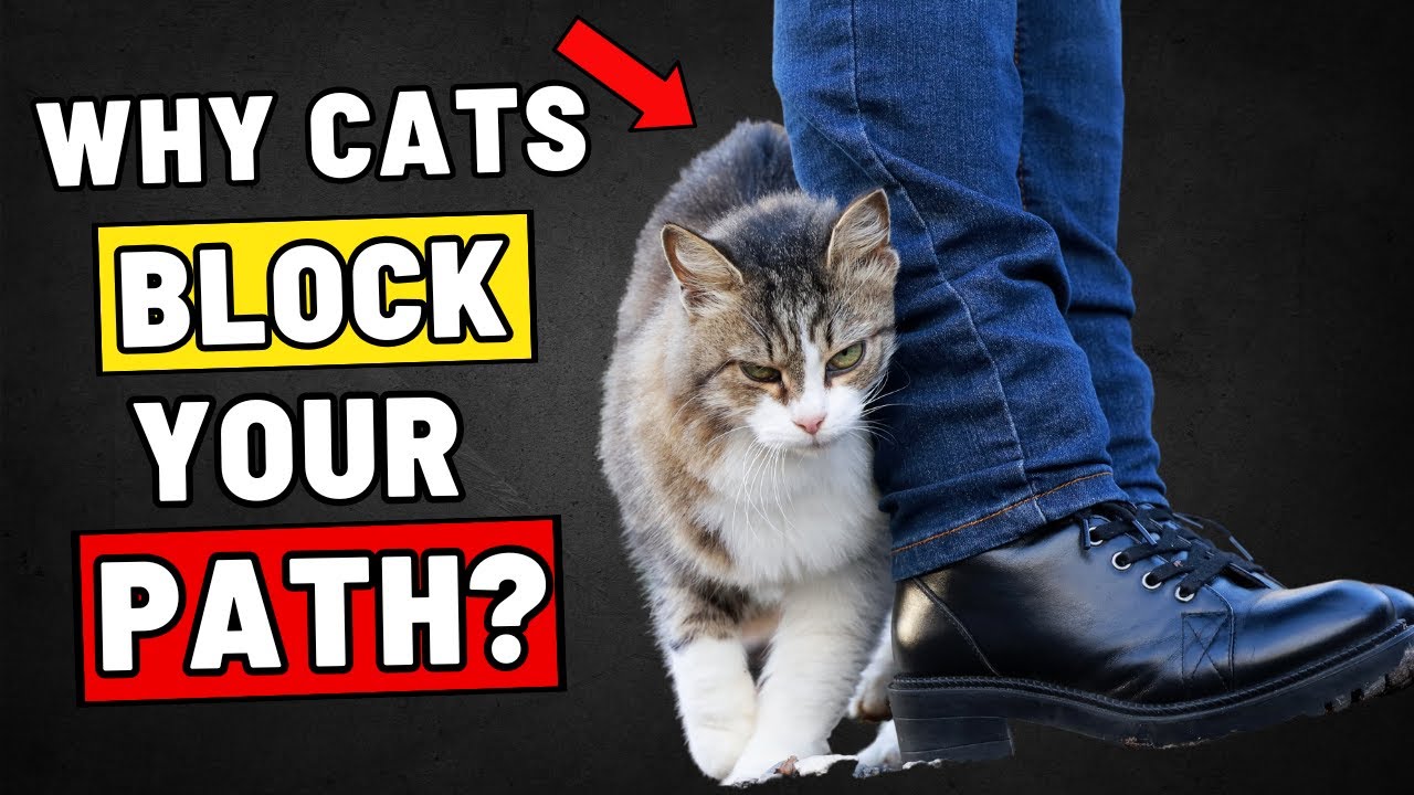 If Your Cat Blocks Your Path, This Is What They’re Trying to Say - YouTube