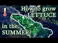 4 Tips For How You Can Grow Perfect Lettuce Even In The Summer