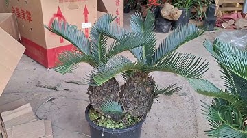 Bán cây vạn tuế mini bonsai 1 củ mẹ nhiều củ con cân đối đẹp 0977973535