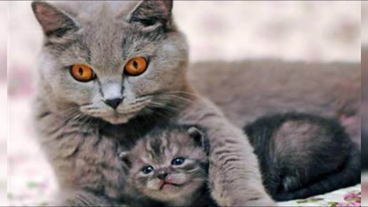 5 reasons why cats eat their young YouTube