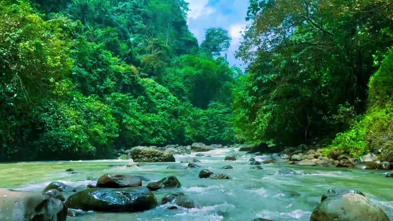 Autumn Ambience / Peaceful Forest Stream Amidst Autumn Foliage / ASMR 
