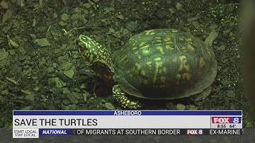Helping a turtle cross the road