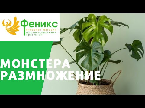 Размножение монстеры