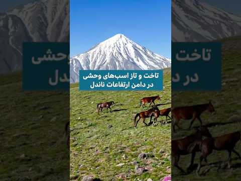 تاخت و تاز اسب های وحشی در دامن ارتفاعات ناندل نزدیک قله دماوند