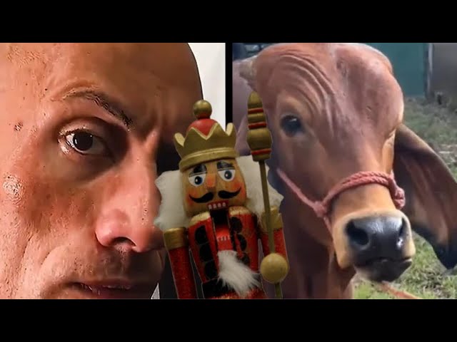 Quem tem mais estilo ao levantar a sobrancelha: Dwayne Johnson ou uma vaca?