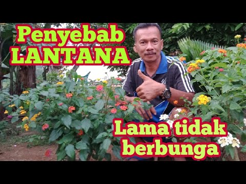 Video: Mengapa lantana tidak berbunga?