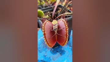 Venus Flytrap feeding time! #shorts
