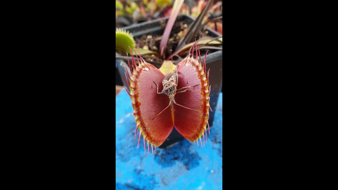 Venus Flytrap Feeding Time Shorts