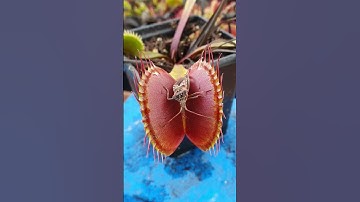Venus Flytrap feeding time! #shorts
