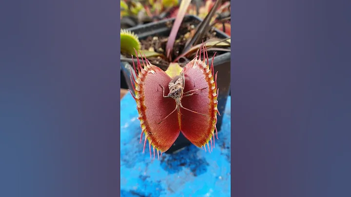 Venus Flytrap feeding time! #shorts