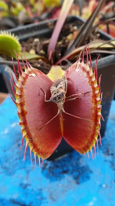 Venus Flytrap feeding time! #shorts