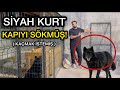 SİYAH KURT AZ KALSIN KAÇIYORDU! ( KAPIYI SÖKMÜŞ )