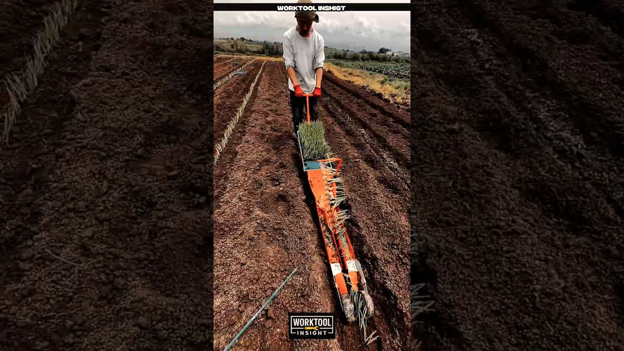 Farmer plants rice in straight rows using push worktool
