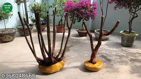 Sim tím 1 thân vanh gốc 40.bụi tròn thân đều rễ đẹp