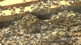 Saving the honey bee helps save the food supply | Sci NC