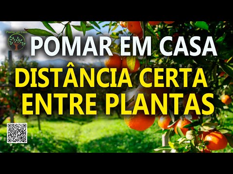 Vídeo: Plantar Ameixas (21 Fotos): Como Plantar Corretamente As Mudas? A Que Distância Plantar? Quando é Melhor Plantar Nos Subúrbios Em Campo Aberto? Posso Plantar Próximo A Uma Macieira