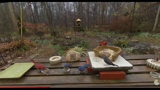 VR180 Late Fall Middle TN Songbirds
