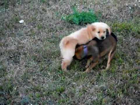 golden retriever chihuahua puppies