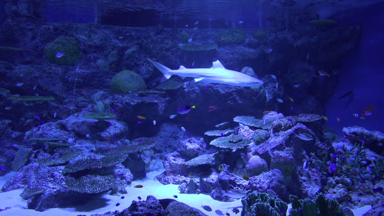 4k有機elテレビで涼む おうち4k水族館 月刊 旅する大人のソニー ソニー ソニー