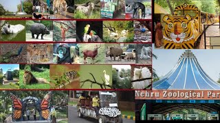 Godhas first visit to zoo / Nehru Zoological Park Hyderabad