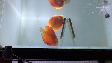 Cá Dĩa Red Đẻ Trứng | Red Discus Fish Spawning