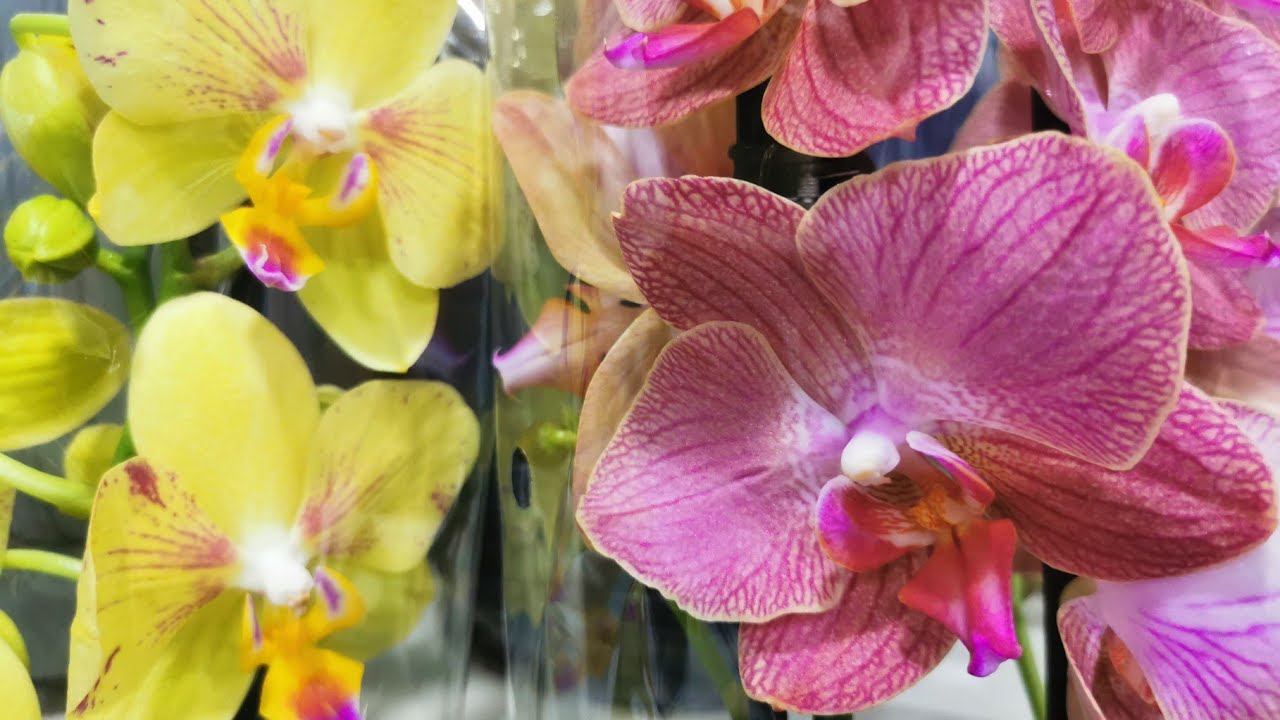 В Сочи первый завоз в 2026 году.. 🌺