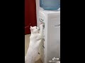 器用すぎだろ！自分でウォーターサーバーのレバーを押して水を飲むネコ