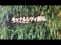 大貫妙子さんのコンサートに行きました #Shorts