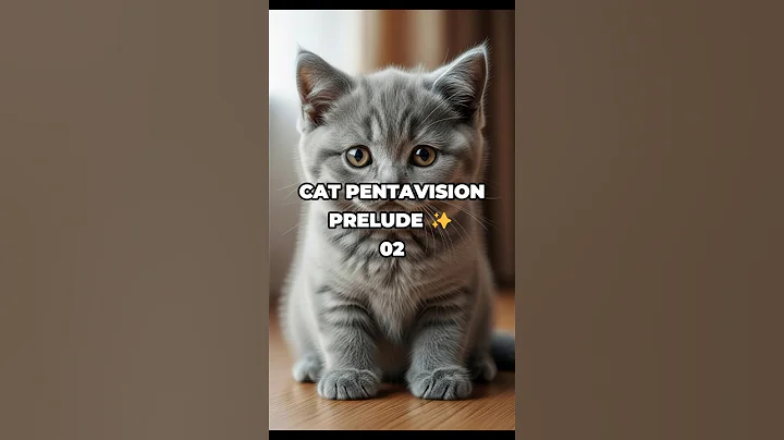 Video 11613561: british shorthair cat kitten, gray british shorthair kitten, kitten british shorthair face, adorable british shorthair kitten, british shorthair blue kitten