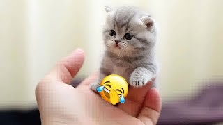 🤣🤣 Best Cats Videos 😆😍 Best Funny Animal Videos 2024 # 13