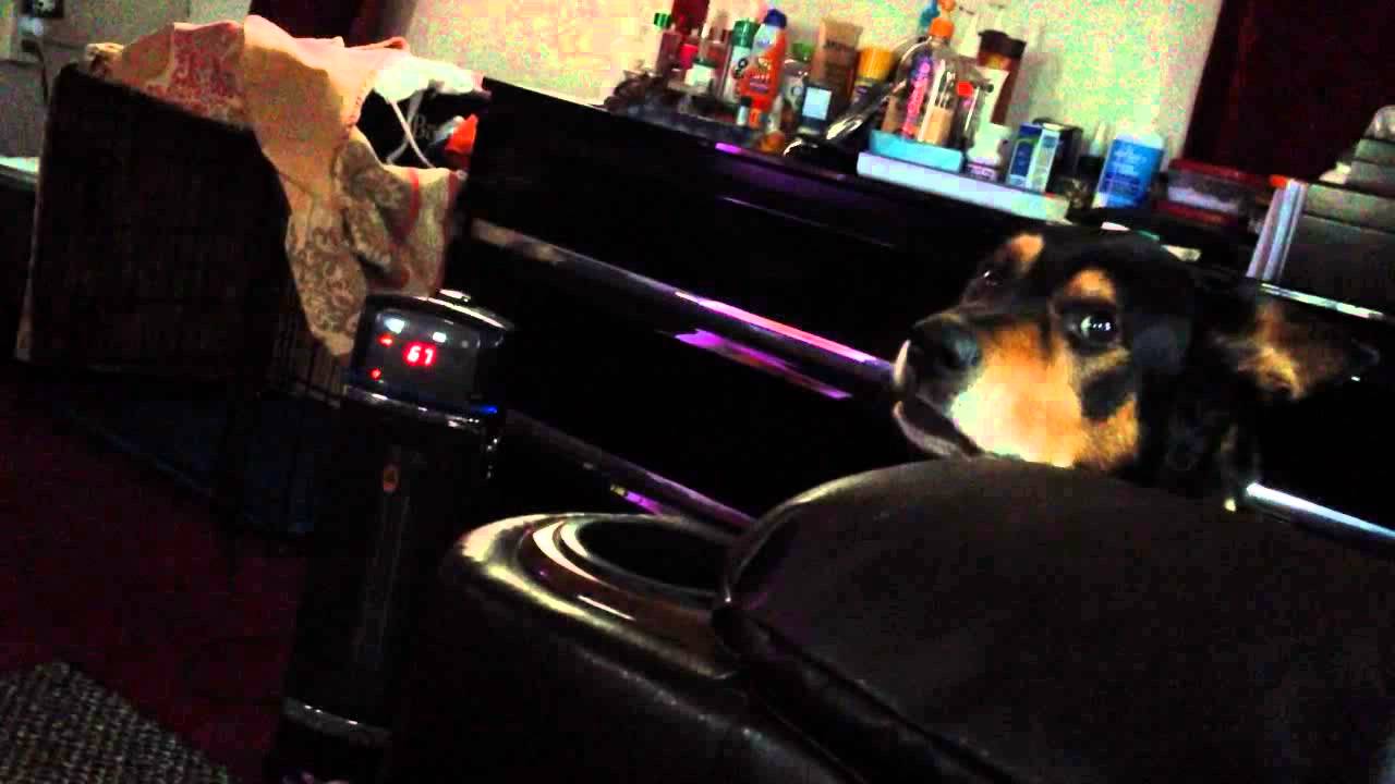 The whiny dog YouTube