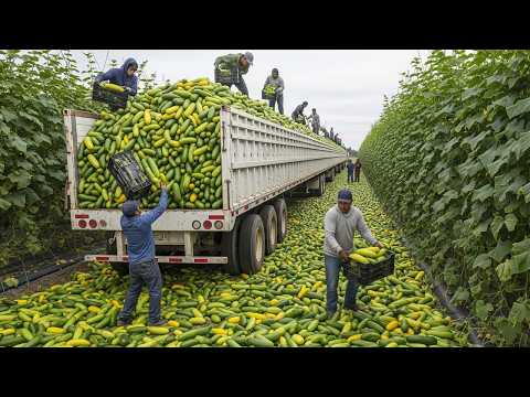 The Most Successful Harvests 💥 Farmers Collect Tons of Fruits and Vegetables in Minutes