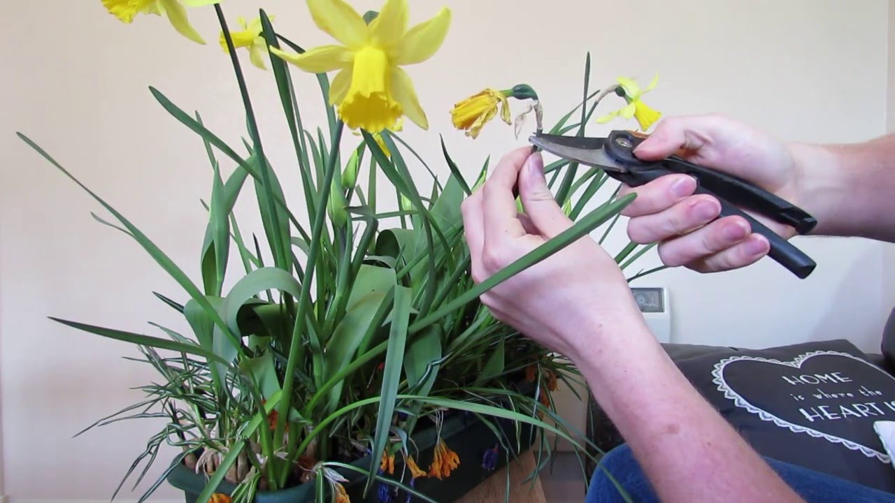 Daffodil Care: After Flowering