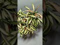 Hoya Kentiana Variegata (Хойя Кентиана Вариегата). 23.01.25.