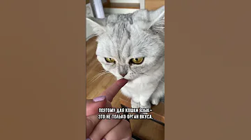 Почему у кота шершавый язык #кошка #кот #коты