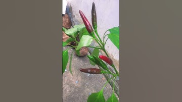 #20 Video triệu view thỏa mãn người xem/Cây ớt chín đỏ độc lạ nhất Việt Nam/Red Chili Pepper /Oddly