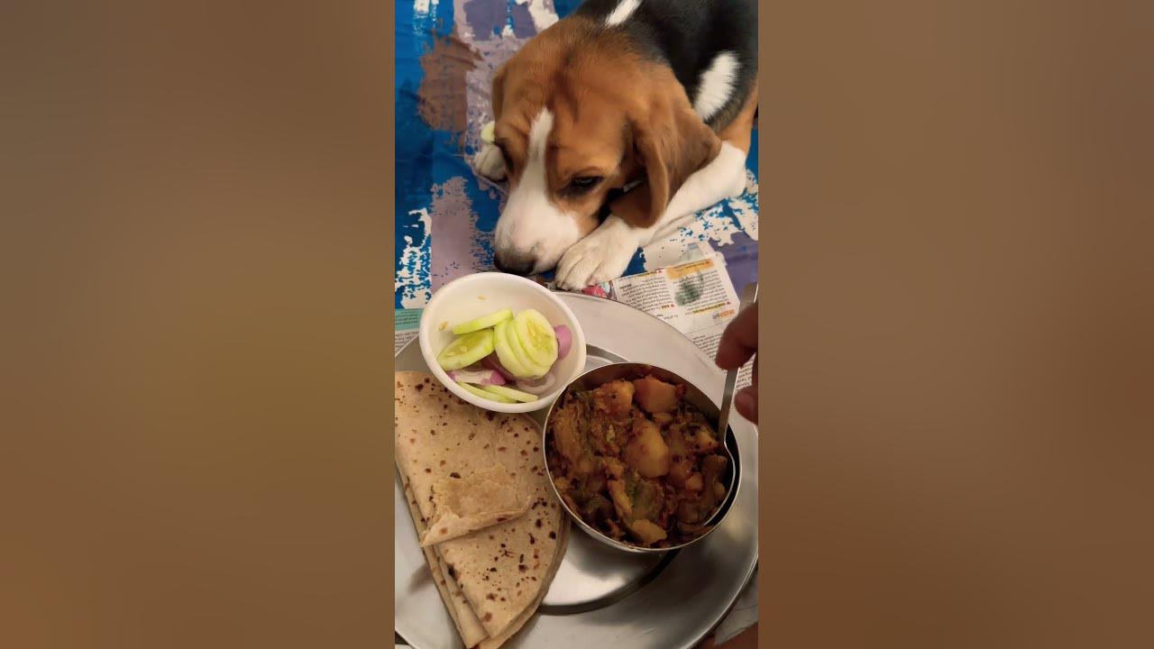 Kheera Nahi Khayega Beagle Dog COCO_BEAGLE YouTube