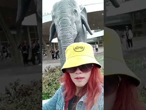 Manila zoo#zoo #elephant