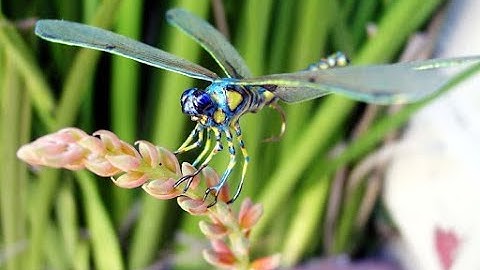 ☀ Ca Nhạc Thiếu Nhi Hay Nhất Cho Bé, Con Chuồn Chuồn