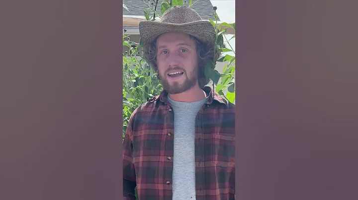 How to tan hides using tree bark, part 4 #primitive #bushcraft #survival #hidetanning