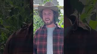 How to tan hides using tree bark, part 4 #primitive #bushcraft #survival #hidetanning