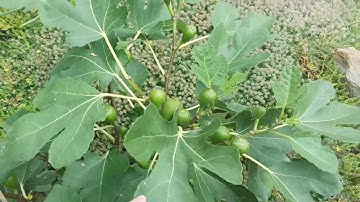 Figs a month after pinching. Main crop from root suckers, is it possible?
