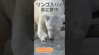 【ほぼ無音です】○○に夢中なピース #Shorts