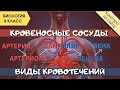 Кровеносные сосуды человека. Виды кровотечений. Биология 8 класс. Анатомия. Кровеносная система ЕГЭ