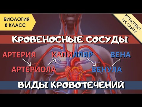 Кровеносные сосуды человека. Виды кровотечений. Биология 8 класс. Анатомия. Кровеносная система ЕГЭ