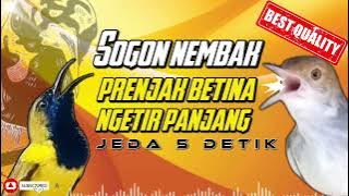 MASTERAN SOGON PRENJAK BETINA NGETIR PANJANG | SOGON GACOR NEMBAK #sogon #sogongacor #sogokontong