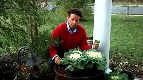 Winter Container Garden Ideas : Fall & Winter Flowers