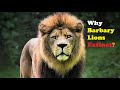 Why Did Barbary Lions Go Extinct?