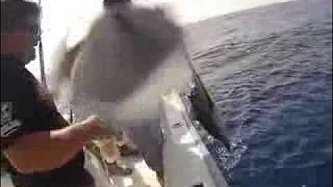 Yellowfin tuna fishing out of Sebastian