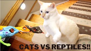 Cats VS Snakes and Lizard!!!! by Adorable Siamese Lynx Cats 38 views 2 years ago 2 minutes, 53 seconds